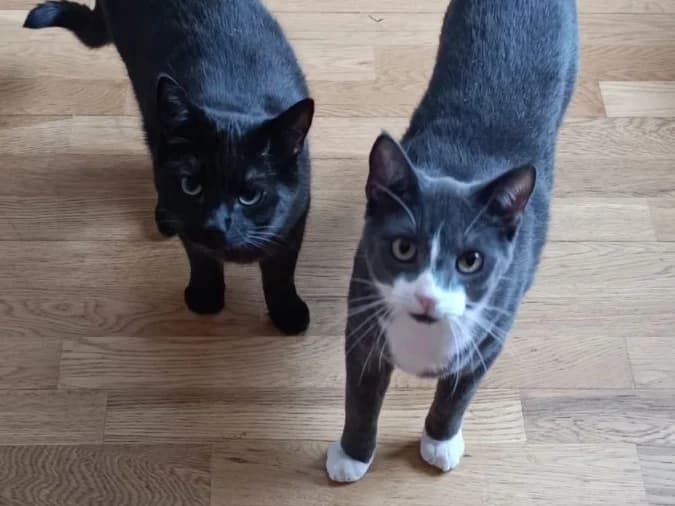 Smokey and Bandit, male 3yo Mixed Breed for adoption at Cats Trust Adoption and Protection