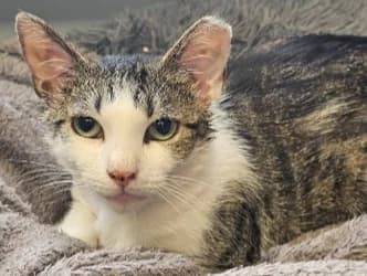 Tammy adopt a shy cat, female young Mixed Breed for adoption at Cats Trust Adoption and Protection