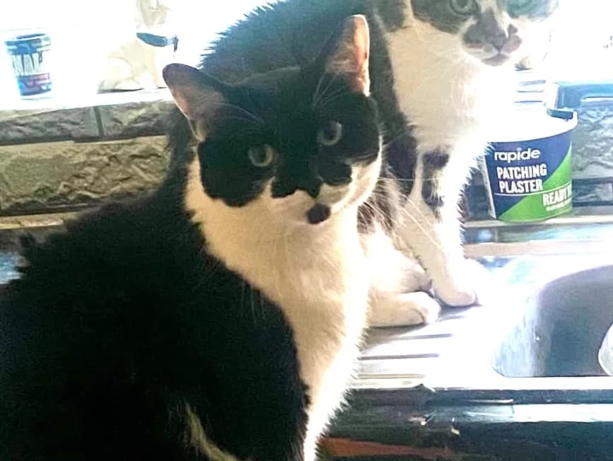 Theo and Tamara, 5yo Mixed Breed for adoption at Cats Trust Adoption and Protection