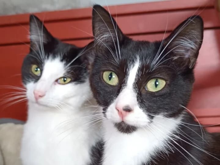 Tucker and ShuShu, young Mixed Breed for adoption at Cats Trust Adoption and Protection