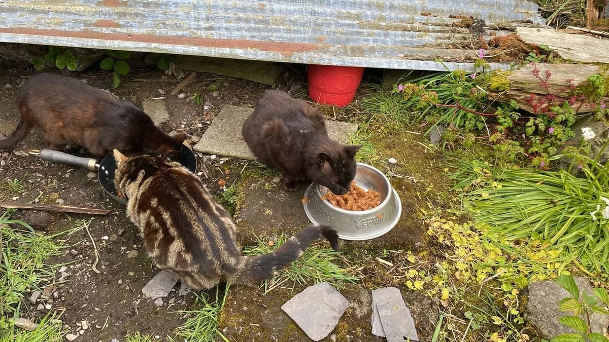 Bibi, Thomas, Coal, male young Mixed Breed for adoption at CDPA Ireland