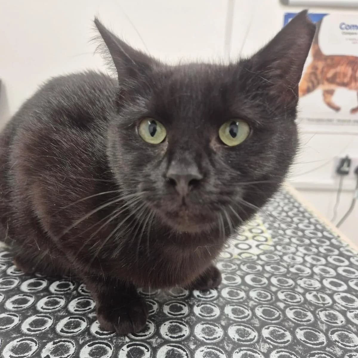 Chester, Mixed Breed for adoption at CDPA Ireland