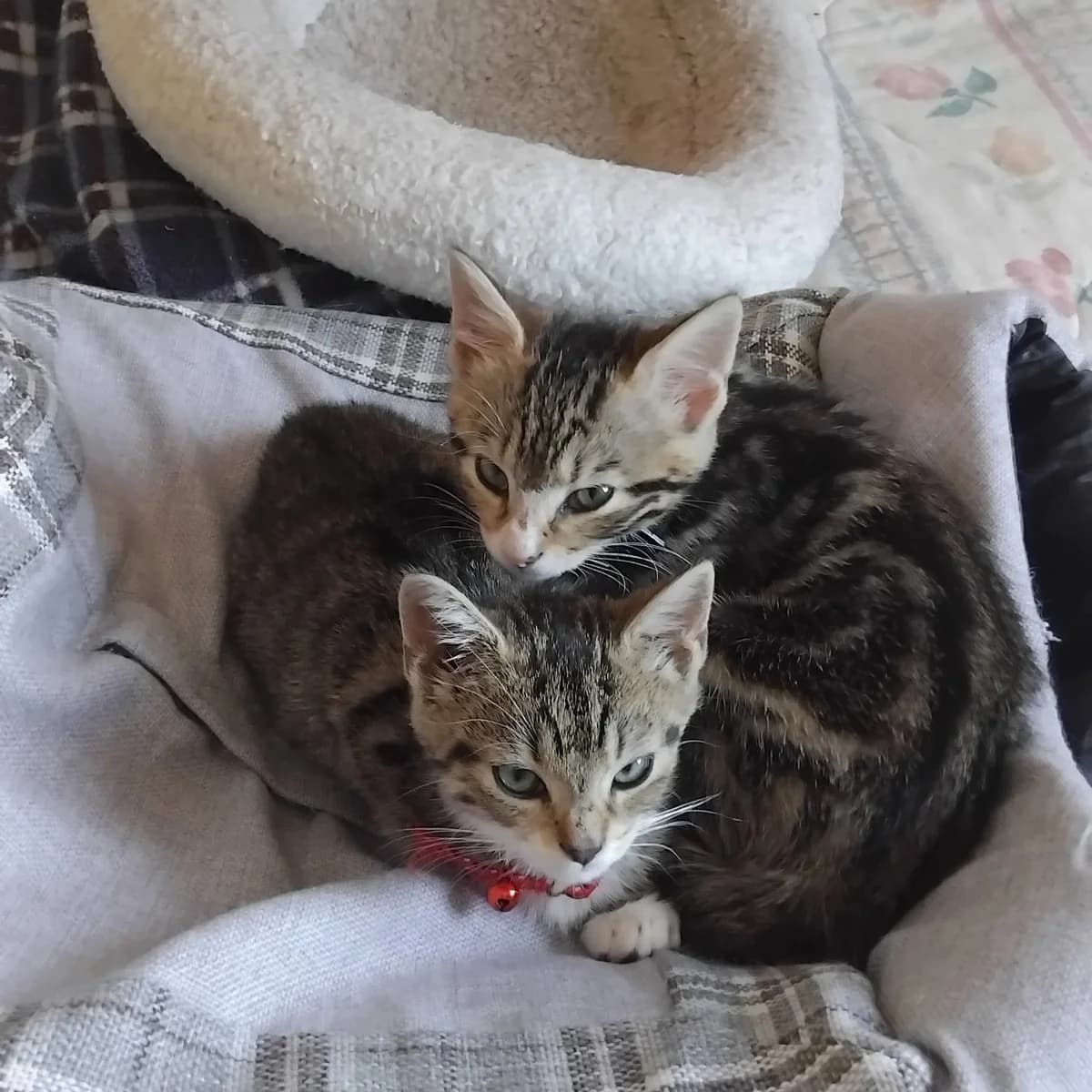 Fia and Tess, Mixed Breed for adoption at CDPA Ireland