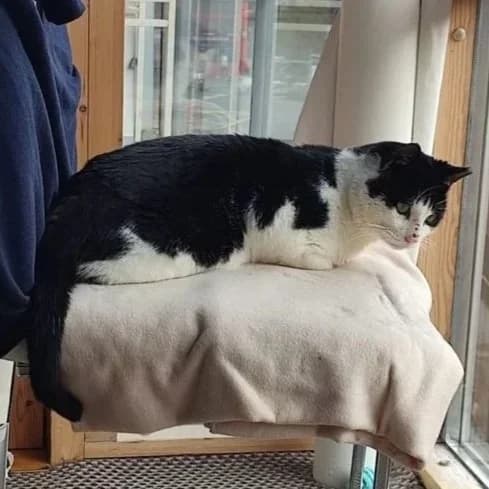 Houdini, Mixed Breed for adoption at CDPA Ireland