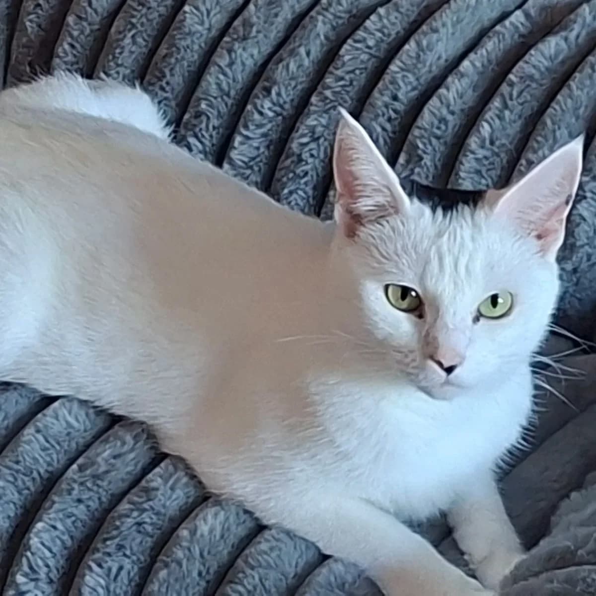 Oreo, Mixed Breed for adoption at CDPA Ireland