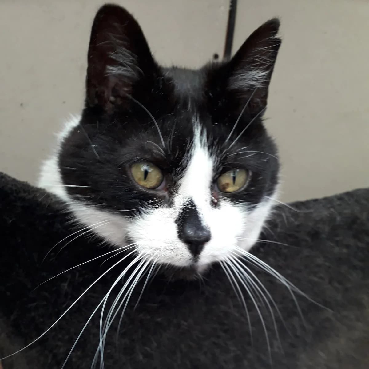 Smudge, male Mixed Breed for adoption at CDPA Ireland