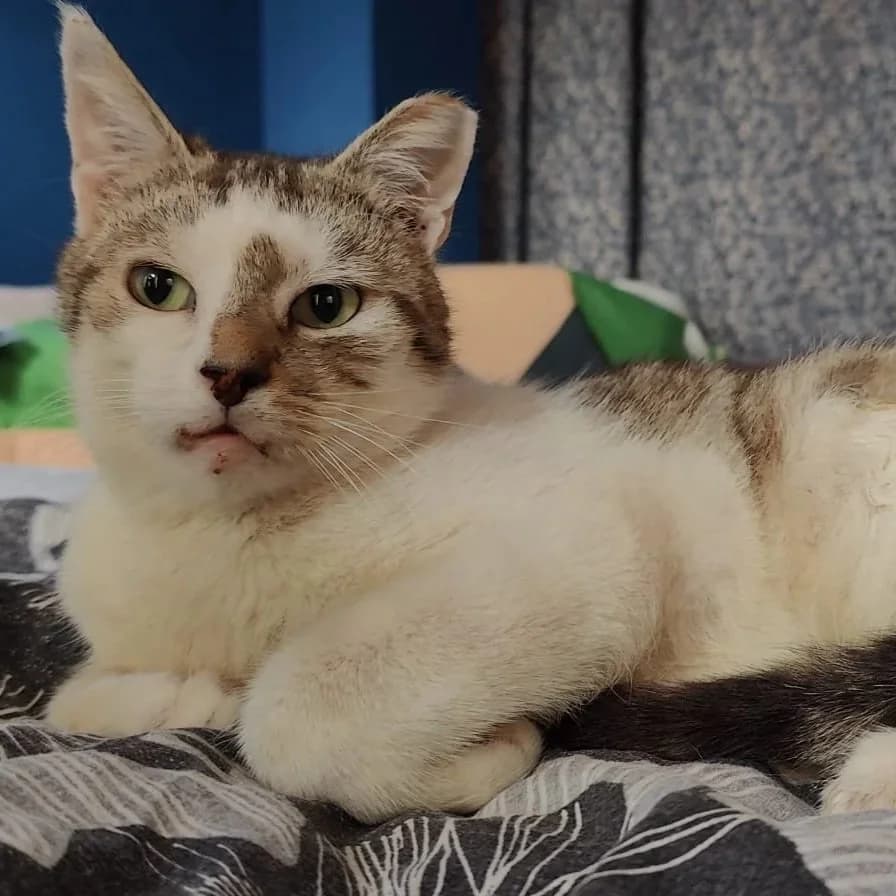 Smudge, Mixed Breed for adoption at CDPA Ireland