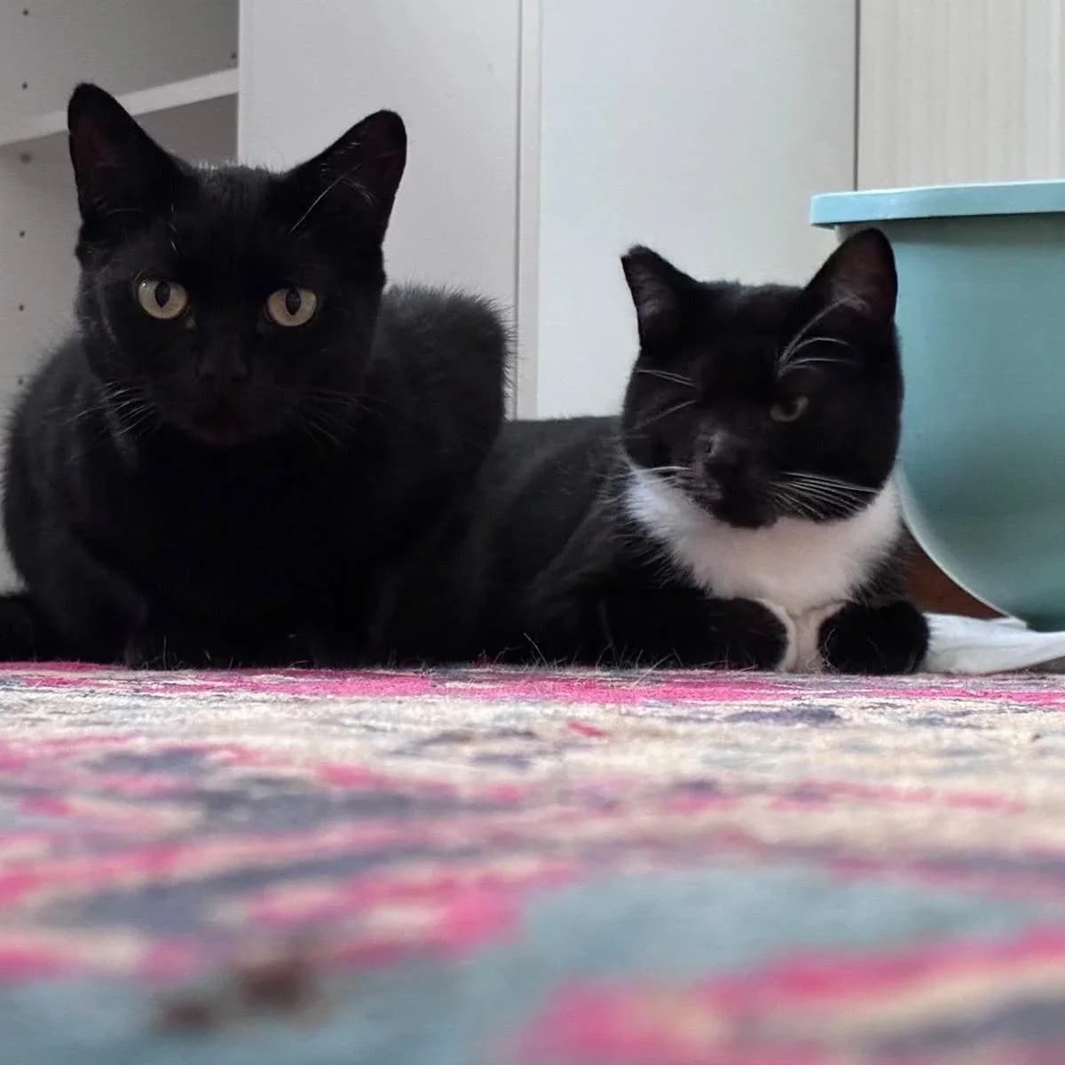 Tuxy and Zia, Mixed Breed for adoption at CDPA Ireland
