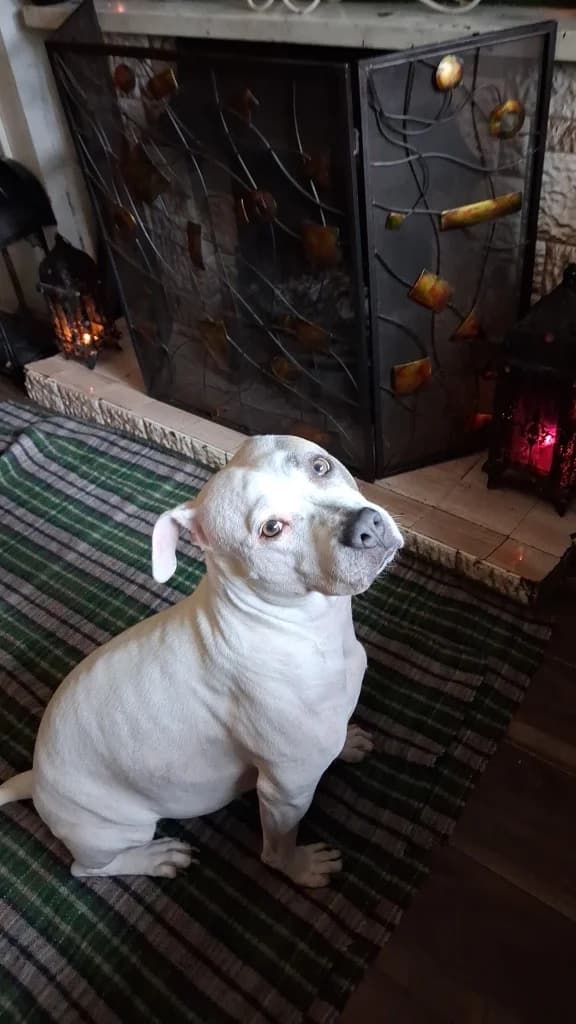 Nova, White female 5yo Staffordshire Bull Terrier for adoption at Clare Animal Welfare, Feakle