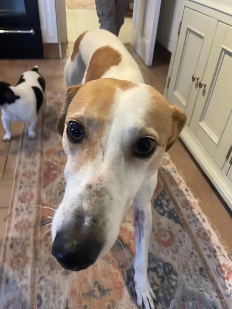 Rayna, Brown and White female young Lurcher for adoption at Clare Animal Welfare, Feakle