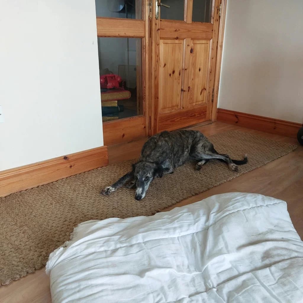 Maggy, Black and Brown female young Lurcher for adoption at Clare Animal Welfare, Feakle