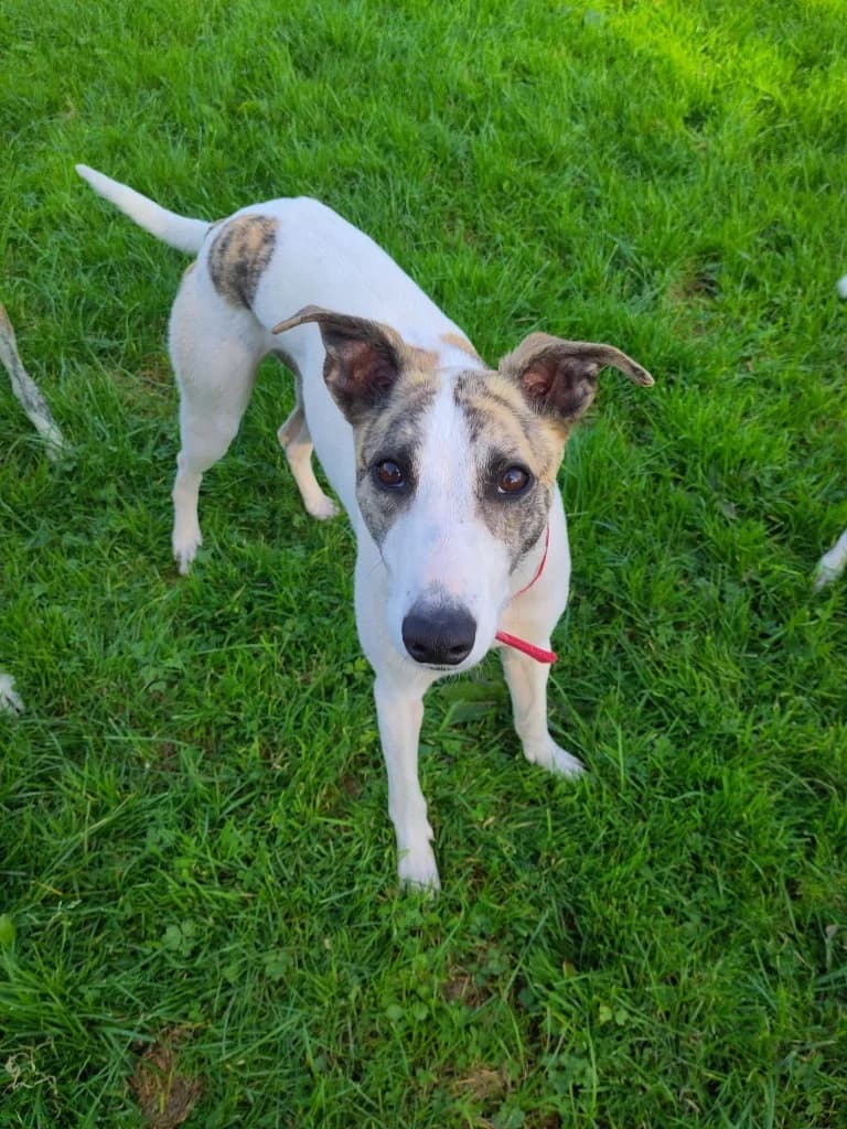 Ringo, Brindle and White male young Lurcher for adoption at Clare Animal Welfare, Feakle