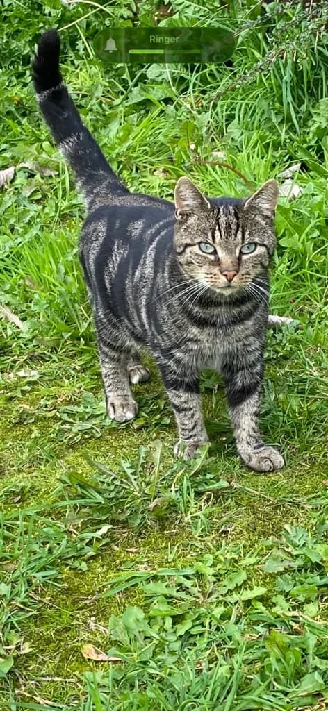 Paudie, Brindle male 3yo mixed breed for adoption at Clare Animal Welfare, Feakle