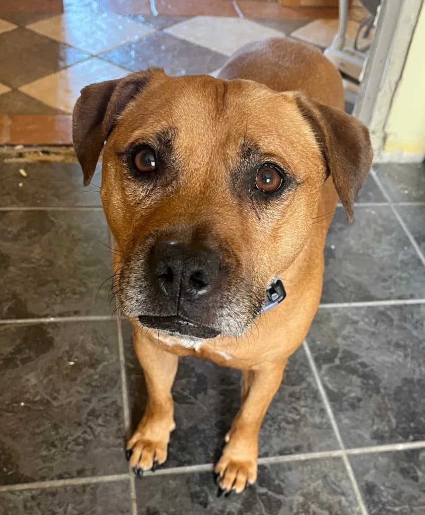 Rua, Brown male 7yo Staffordshire Bull Terrier for adoption at Clare Animal Welfare, Feakle