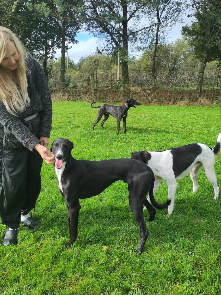 Neo, Black male 3yo Lurcher for adoption at Clare Animal Welfare, Feakle