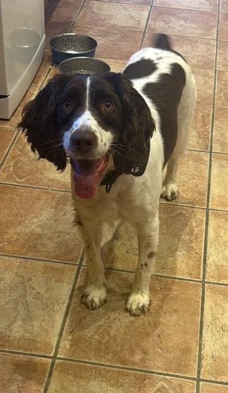 Milly springer, Liver and White female 5yo mixed breed for adoption at Clare Animal Welfare, Feakle
