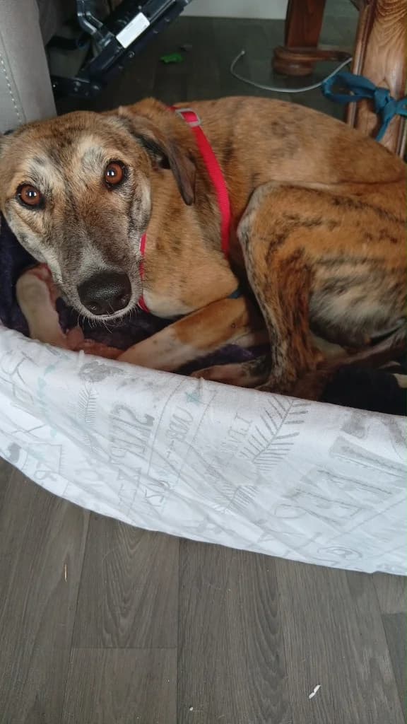 Ginger, Brindle male young Lurcher for adoption at Clare Animal Welfare, Feakle