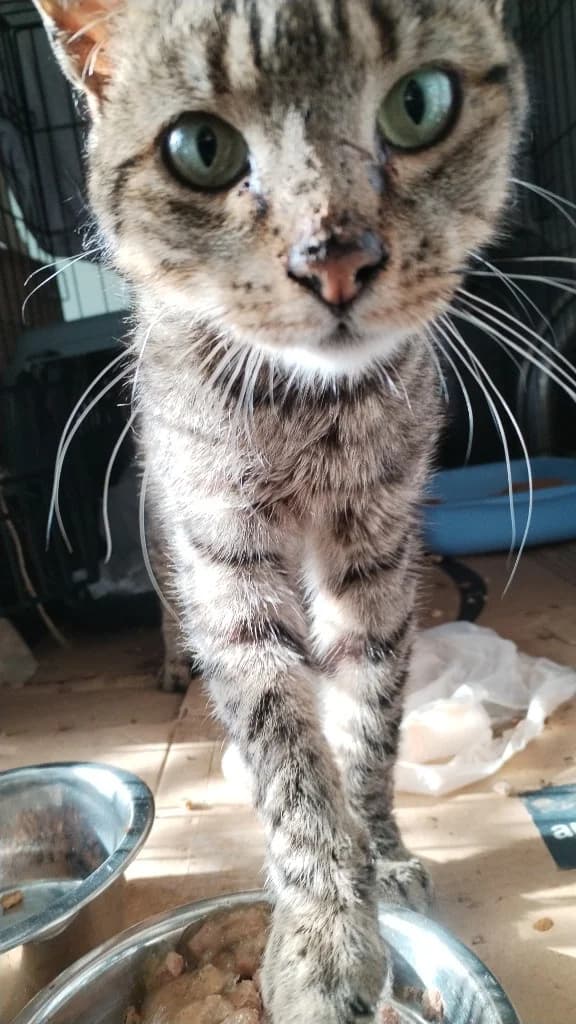 Ralfie, Brindle male 4yo mixed breed for adoption at Clare Animal Welfare, Feakle