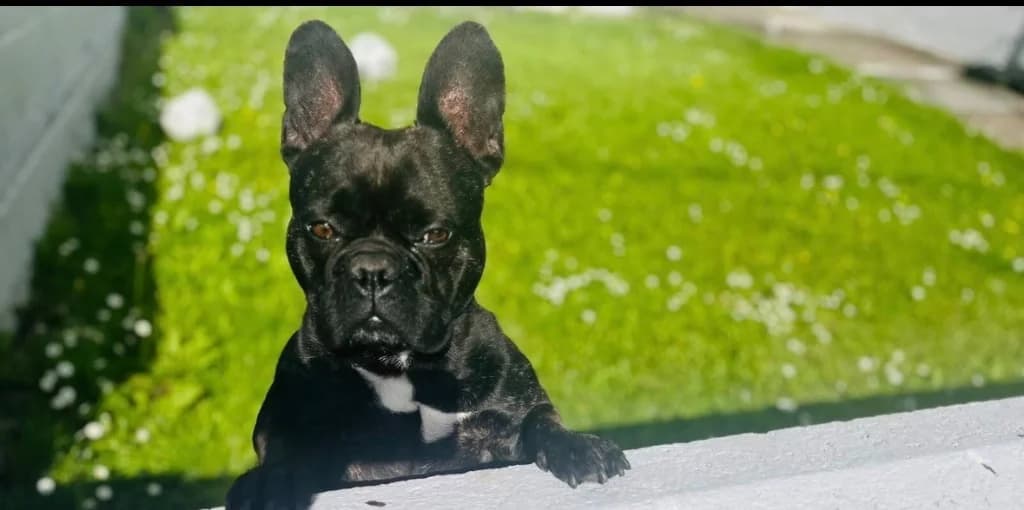 Chester, Brindle male 5yo English Bulldog for adoption at Clare Animal Welfare, Feakle