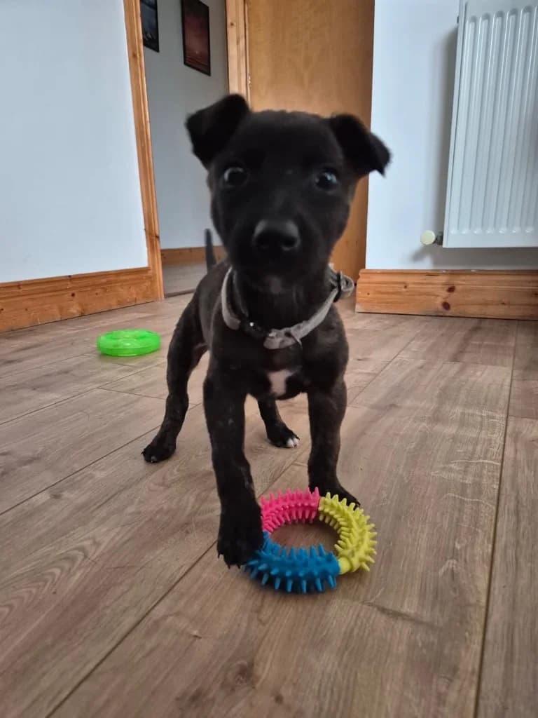 Rover, Brindle female puppy Lurcher for adoption at Clare Animal Welfare, Feakle
