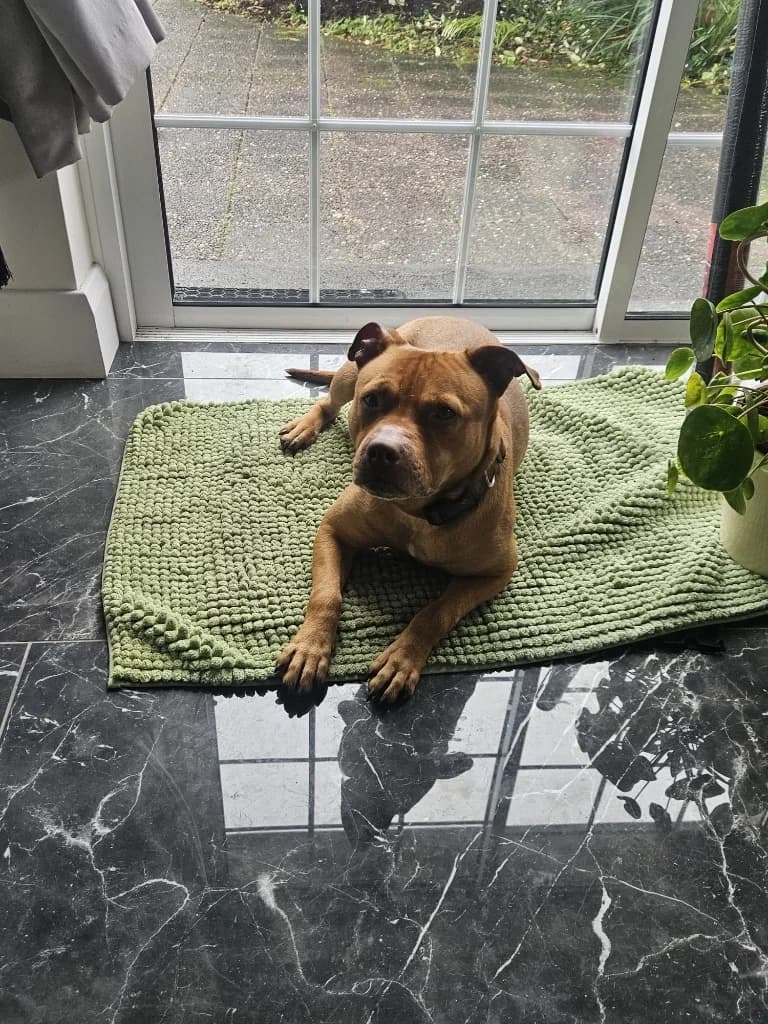 Amber, Amber female young Staffordshire Bull Terrier for adoption at Clare Animal Welfare, Feakle