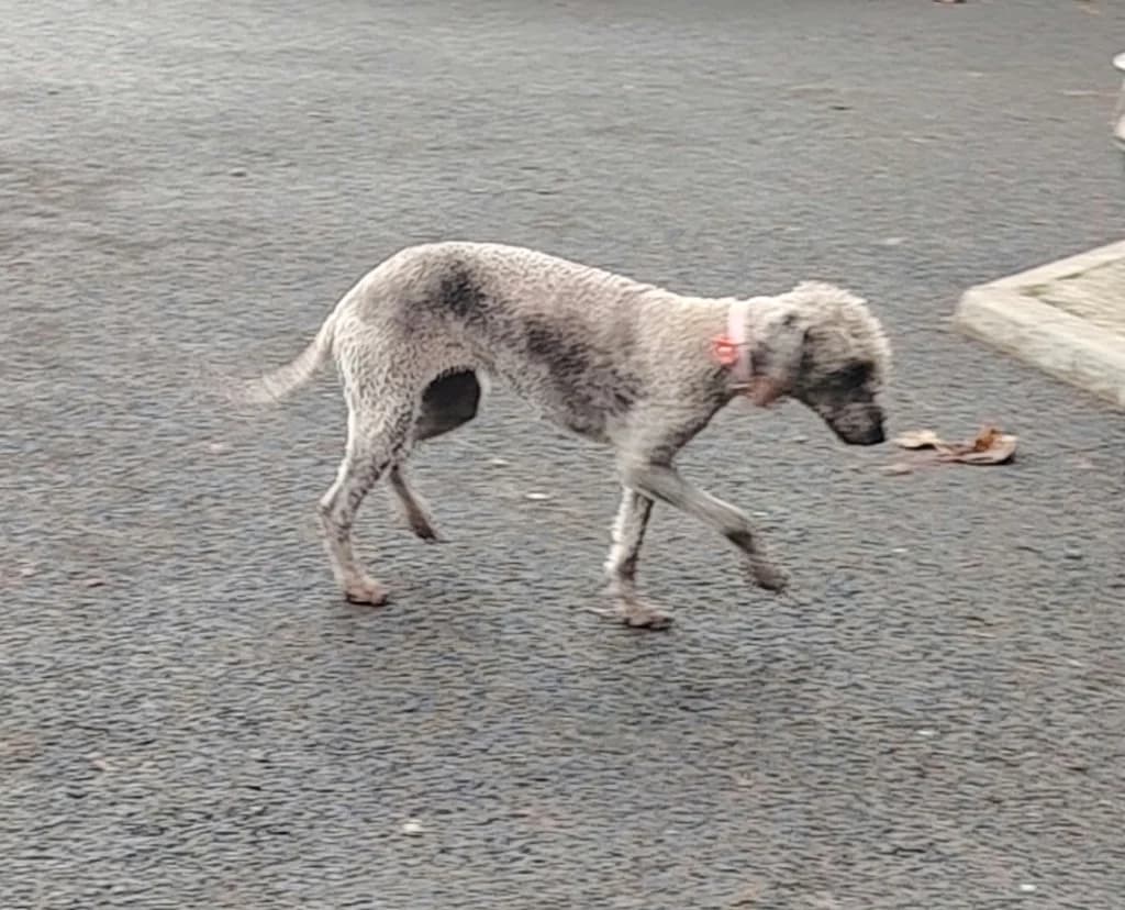 Nunez, Silver female 4yo mixed breed for adoption at Clare Animal Welfare, Feakle