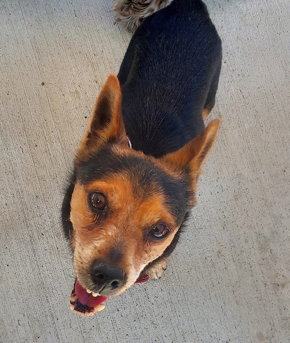 Rambo, male senior Jack Russell Terrier for adoption at Dogs Aid Animal Sanctuary, Dublin