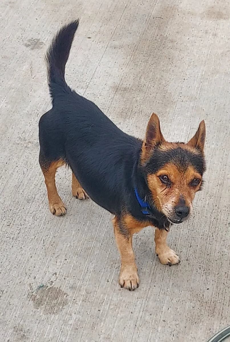 Rambo, male senior Jack Russell Terrier for adoption at Dogs Aid Animal Sanctuary, Dublin