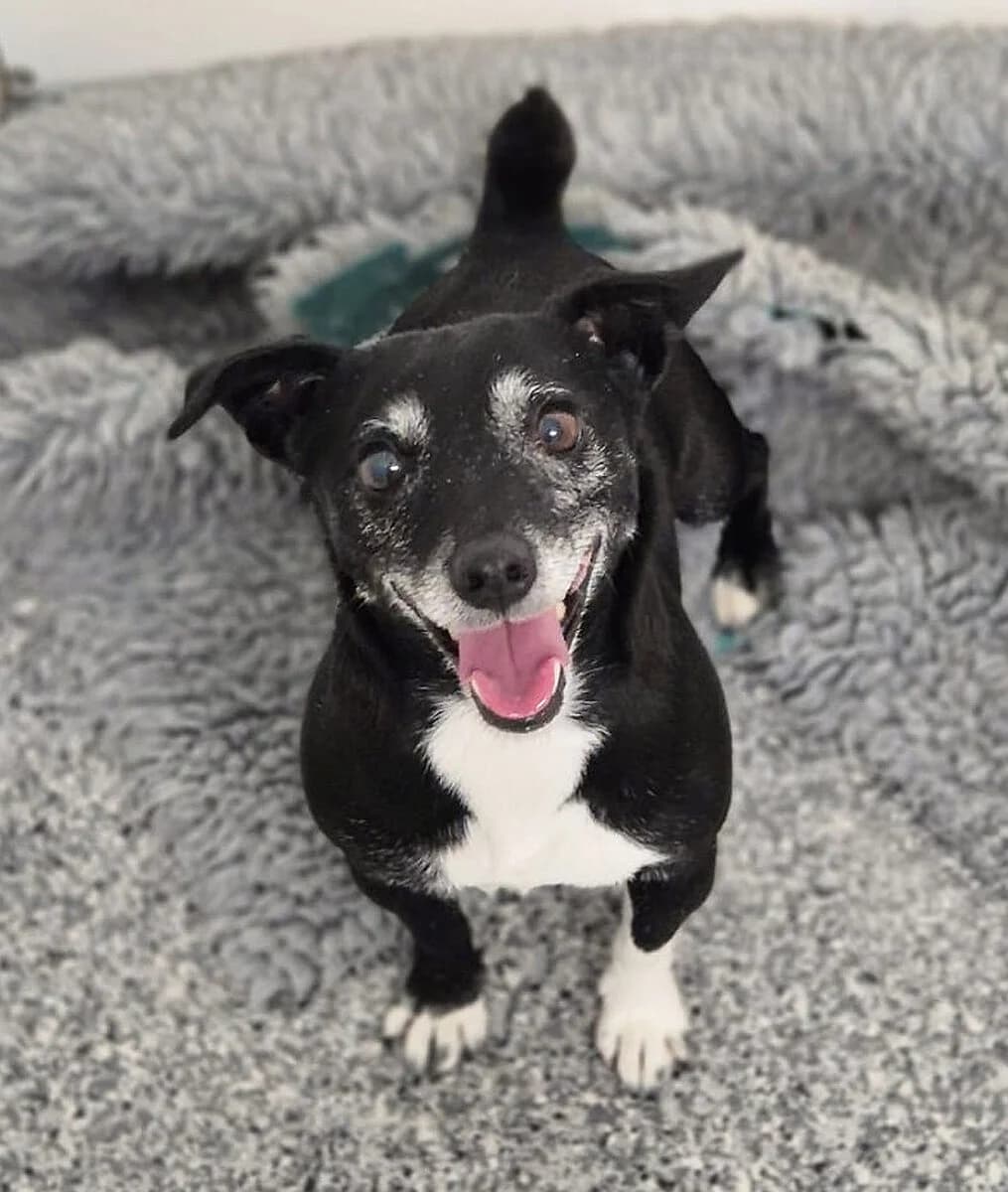 Demi, male 6yo Jack Russell Terrier for adoption at Dogs Aid Animal Sanctuary, Dublin