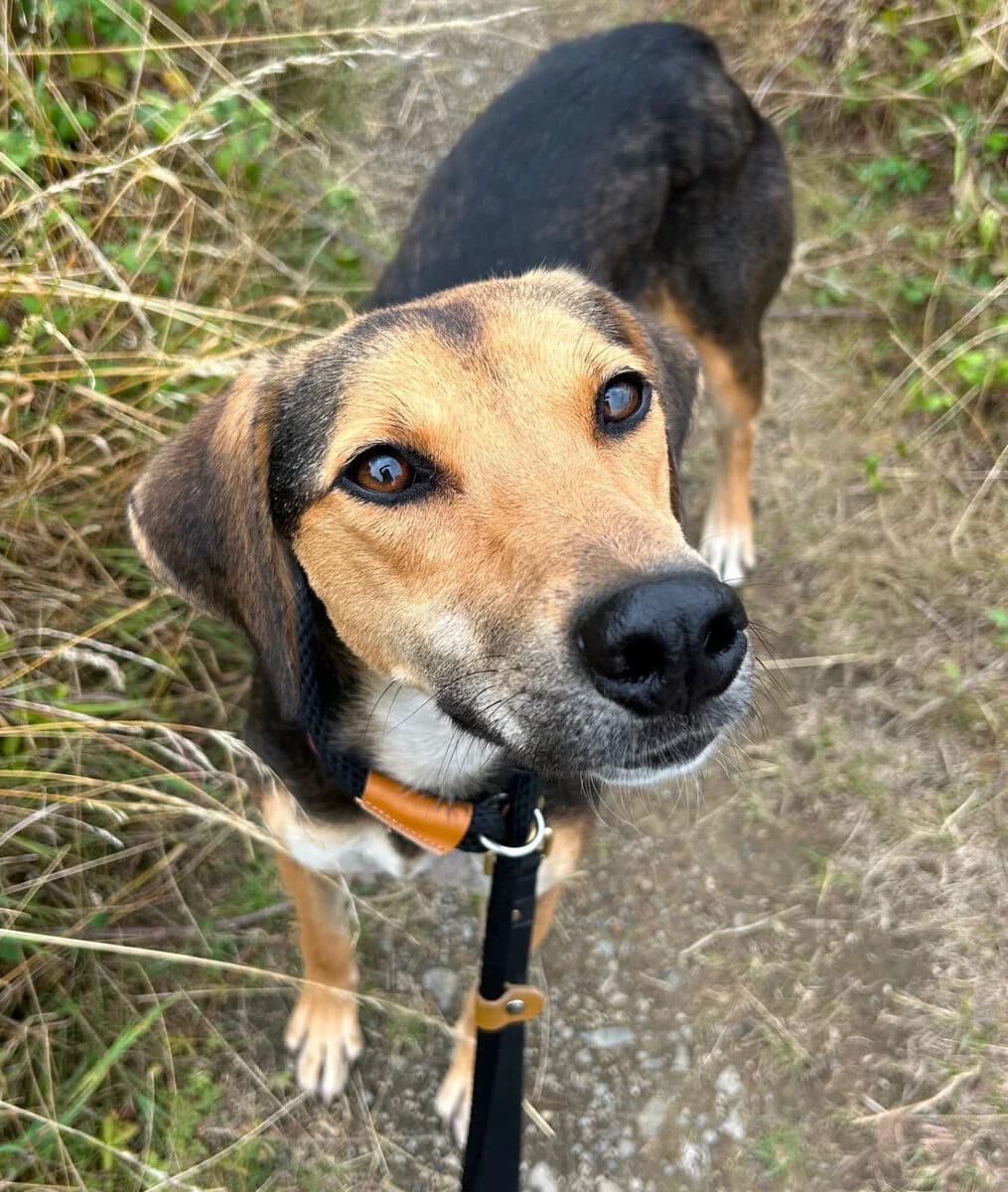 Hilda, male young Lurcher for adoption at Dogs Aid Animal Sanctuary, Dublin