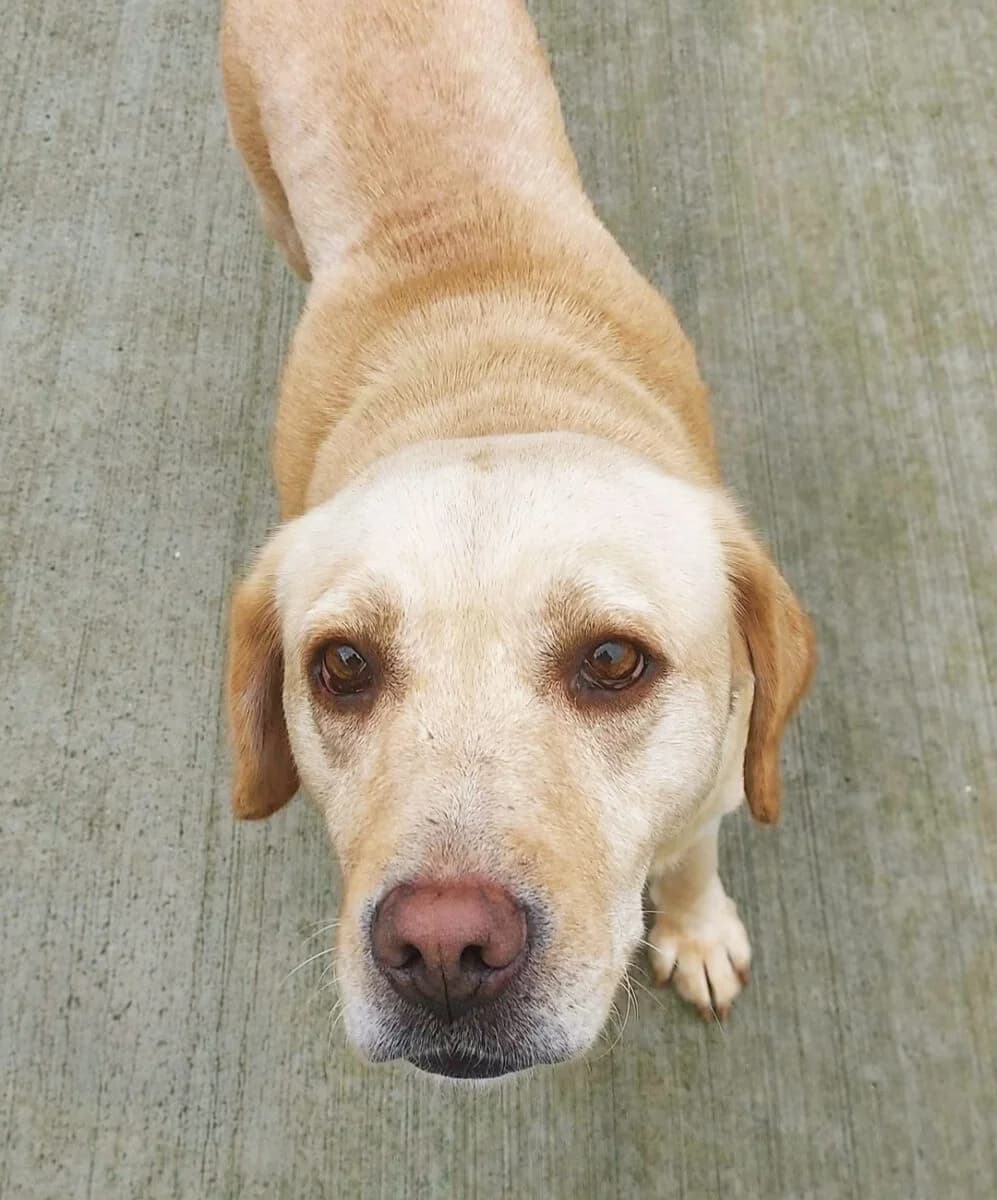 Lola, male young Labrador Retriever for adoption at Dogs Aid Animal Sanctuary, Dublin