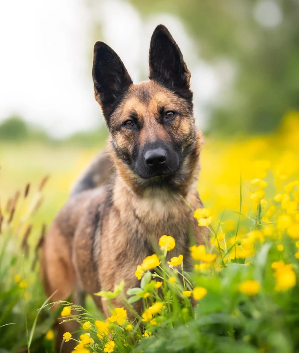 Lady, 3yo Belgian Malinois for adoption at Dogs Aid Animal Sanctuary, Dublin