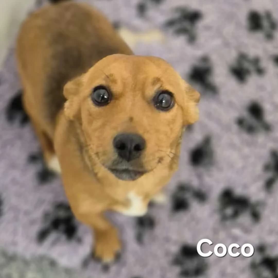 **BOOKED**Coco, male young Mixed Breed for adoption at Dogs Aid Animal Sanctuary, Dublin