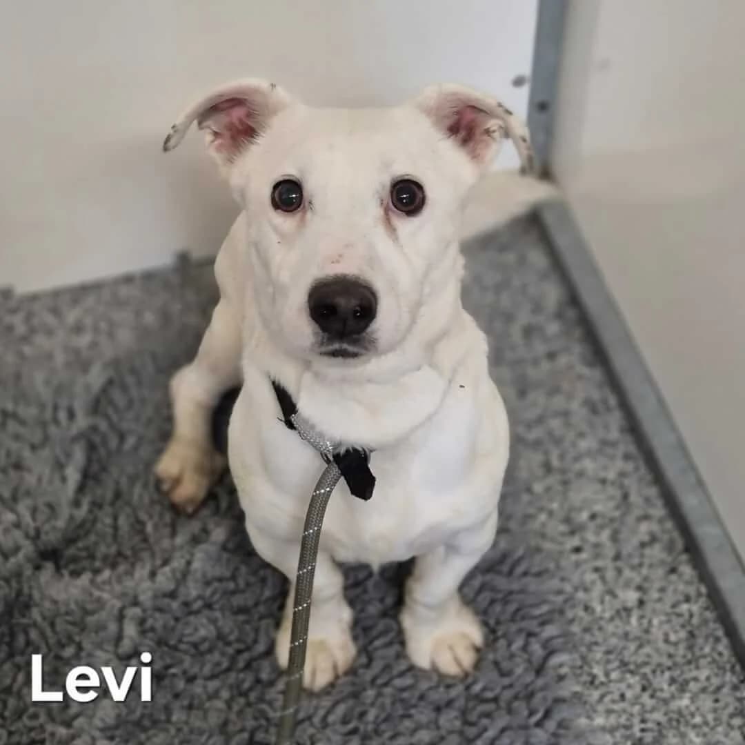**BOOKED** Levi, male 4yo Mixed Breed for adoption at Dogs Aid Animal Sanctuary, Dublin