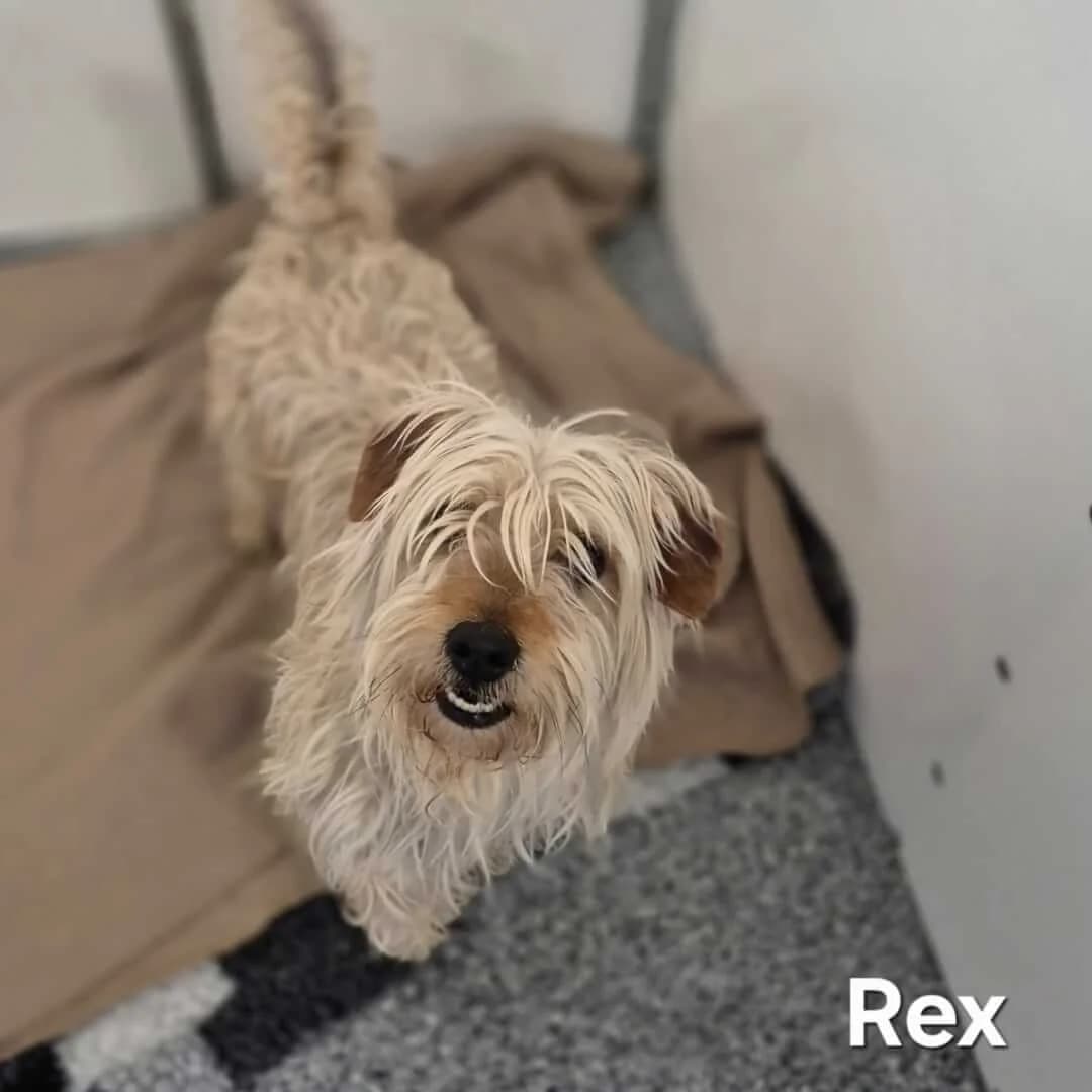 Rex, male senior Mixed Breed for adoption at Dogs Aid Animal Sanctuary, Dublin