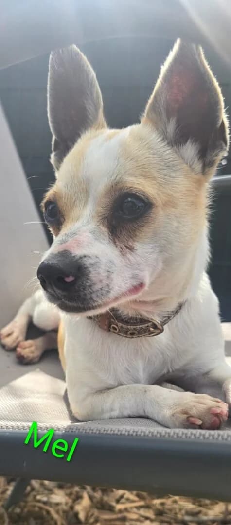 **BOOKED**Mel, male young Mixed Breed for adoption at Dogs Aid Animal Sanctuary, Dublin