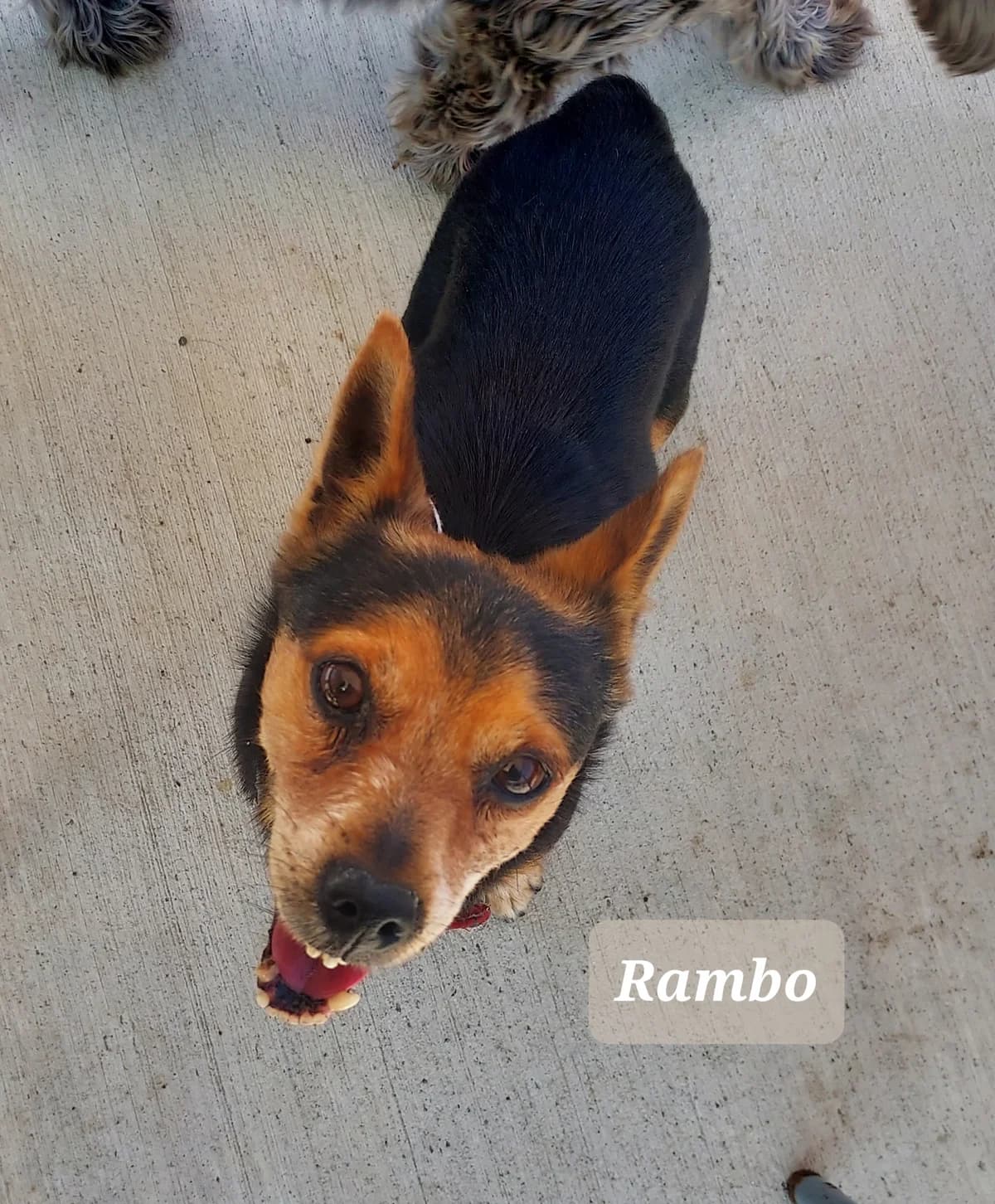Rambo, male senior Mixed Breed for adoption at Dogs Aid Animal Sanctuary, Dublin