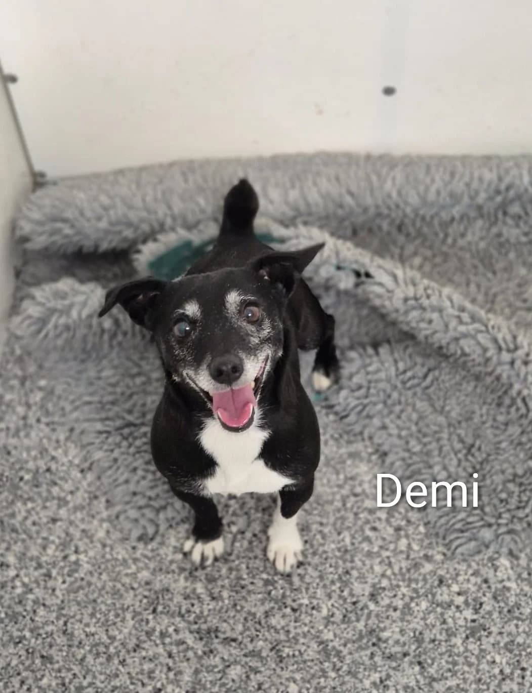 Demi, male Mixed Breed for adoption at Dogs Aid Animal Sanctuary, Dublin