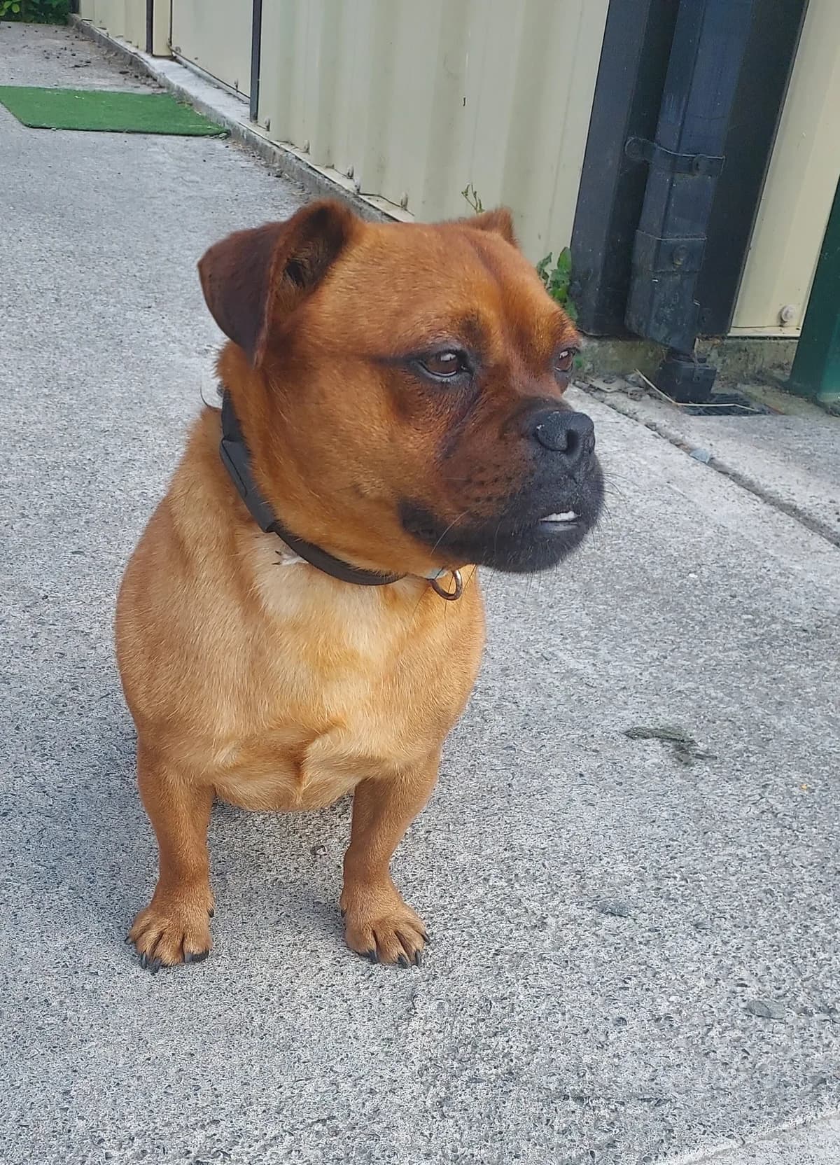 **BOOKED**Blake, male young Mixed Breed for adoption at Dogs Aid Animal Sanctuary, Dublin
