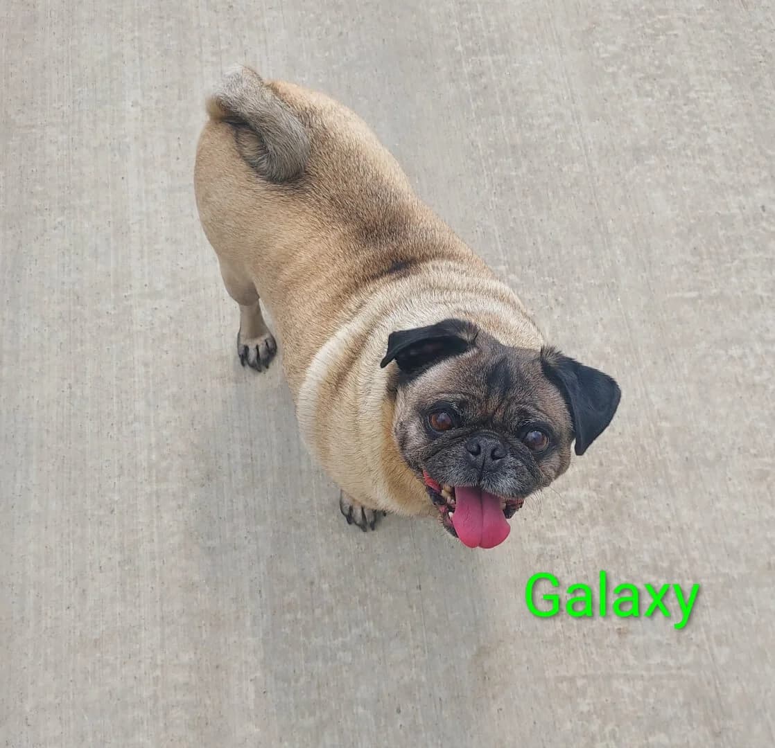 **BOOKED**Galaxy, male 6yo Mixed Breed for adoption at Dogs Aid Animal Sanctuary, Dublin