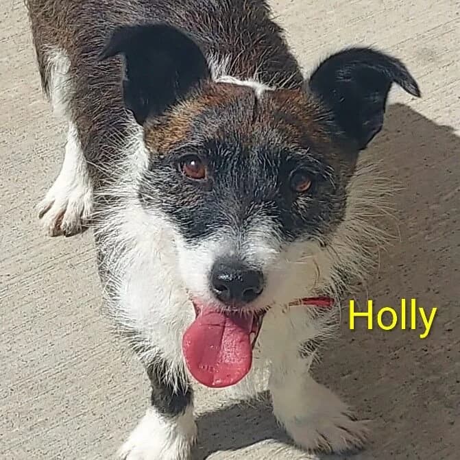 **BOOKED**Holly, male young Mixed Breed for adoption at Dogs Aid Animal Sanctuary, Dublin