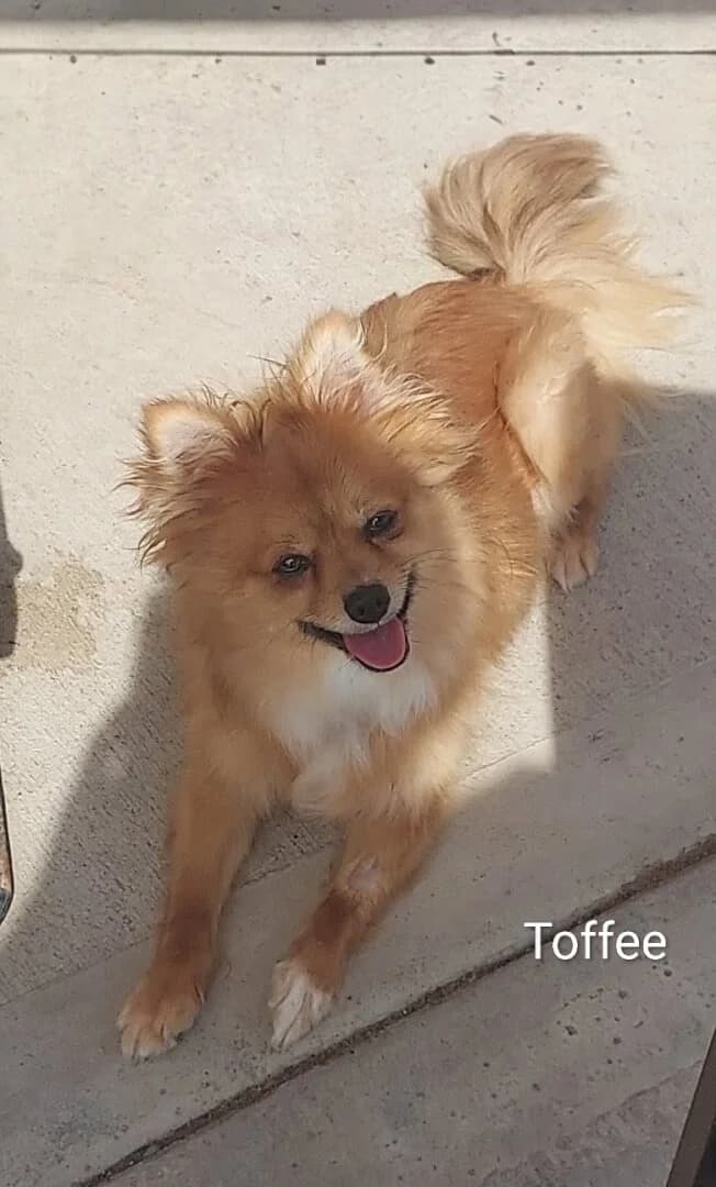 **BOOKED** Toffee, male young Mixed Breed for adoption at Dogs Aid Animal Sanctuary, Dublin