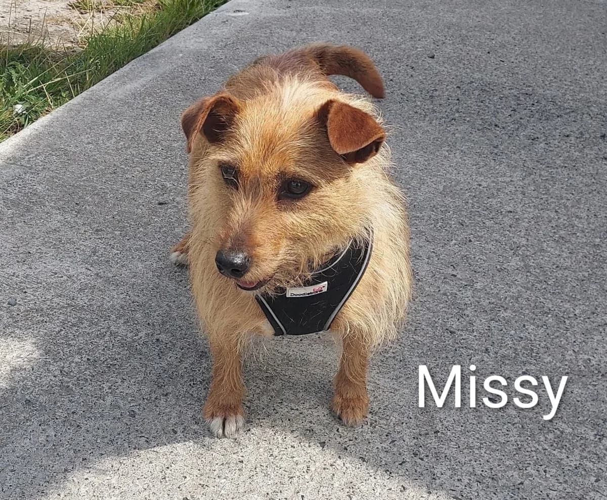 **BOOKED**Missy, male 7yo Mixed Breed for adoption at Dogs Aid Animal Sanctuary, Dublin