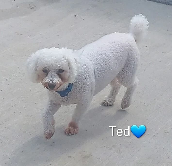 Ted, male senior Mixed Breed for adoption at Dogs Aid Animal Sanctuary, Dublin