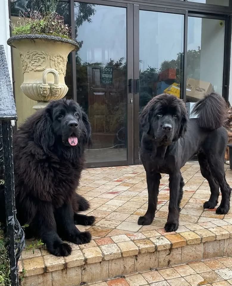 Aozora and Bonnie, female Mixed Breed for adoption at Dogs Angels Ireland, Blackrock