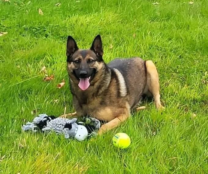 Fawn, female Mixed Breed for adoption at Dogs Angels Ireland, Blackrock