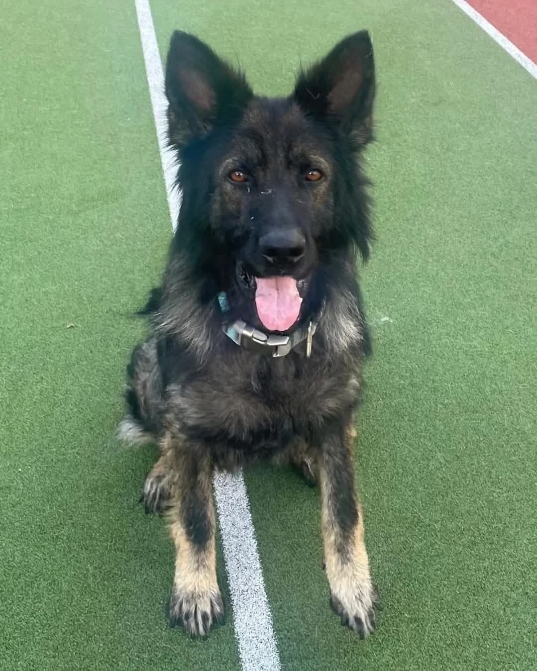 Lucas, male Mixed Breed for adoption at Dogs Angels Ireland, Blackrock