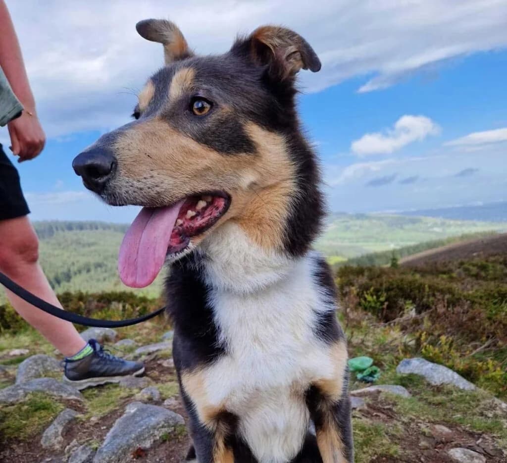 Charlie, male Collie for adoption at Dogs in Distress, Clondalkin, Dublin