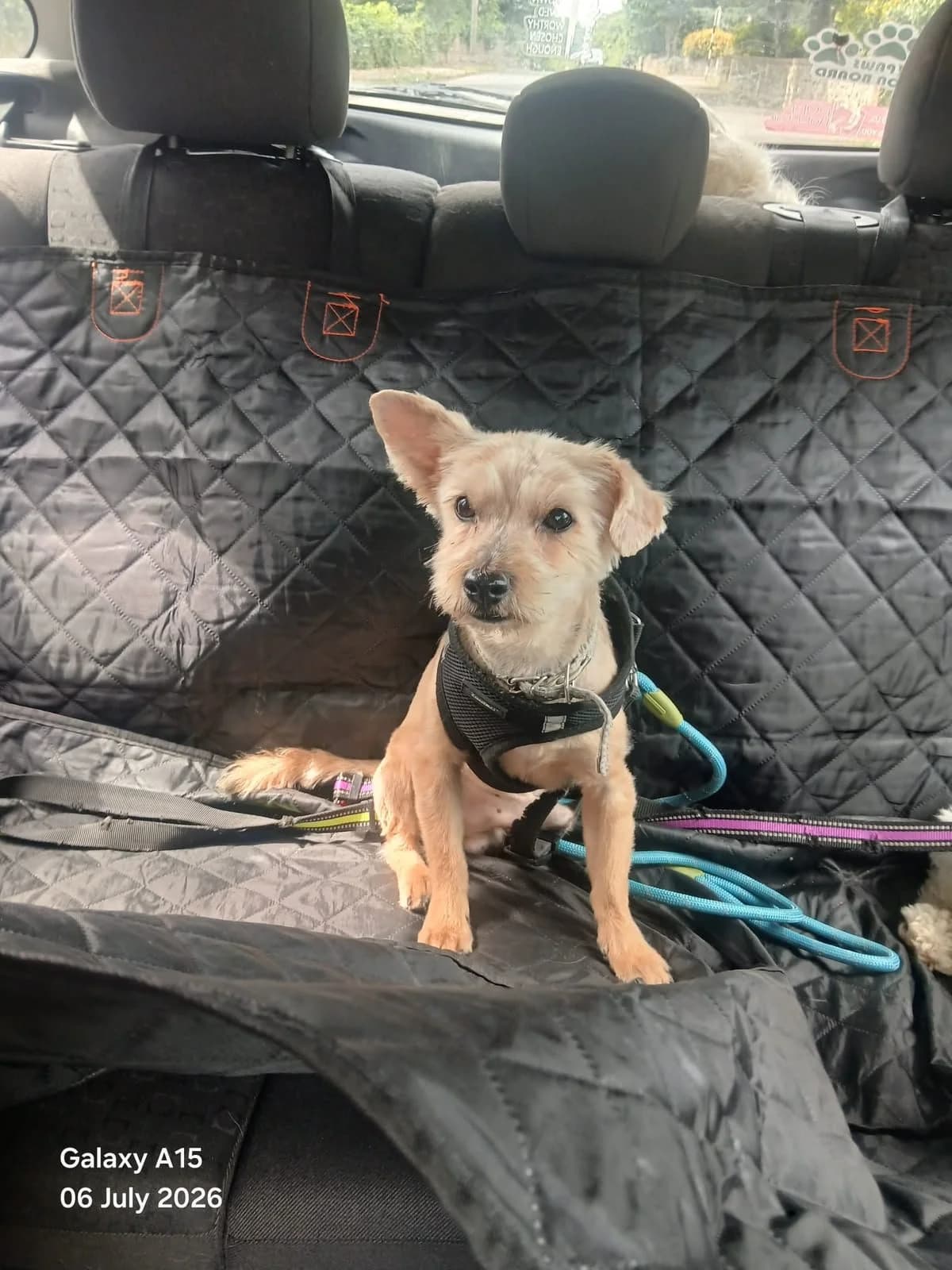 Fizz, male Yorkshire Terrier for adoption at Dogs in Distress, Clondalkin, Dublin