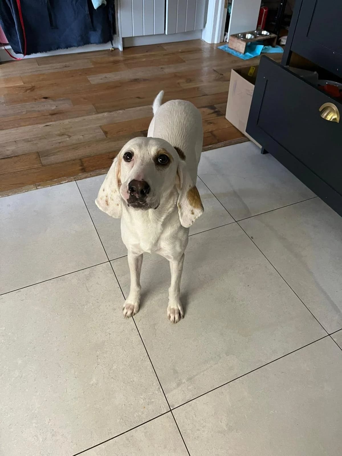 Penny, female mixed breed for adoption at Dogs in Distress, Clondalkin, Dublin